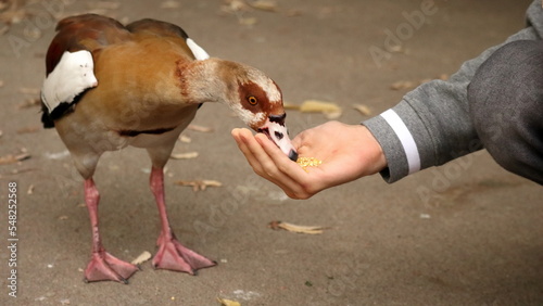 anatra nel parco che mangia grano dalla mano. Paco Bucci Faenza