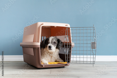 Cute bichon frise dog lying in travel pet carrier, blue wall background