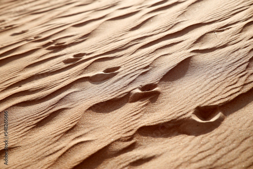 Camel tracks in sand dunes, Oman