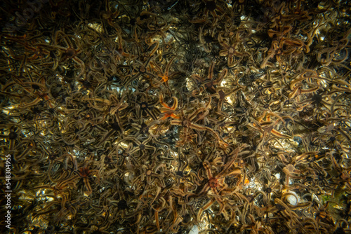 A thriving ocean floor in the UK north sea near Largs in Scotland. teaming with life common starfish and various species of crabs are surrounded by legions of brittle stars 
