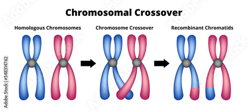 Vector scientific illustration of chromosomal crossover or crossing over isolated on white. Exchange of genetic material. Homologous chromosomes, chromosome crossover, recombinant chromatids.