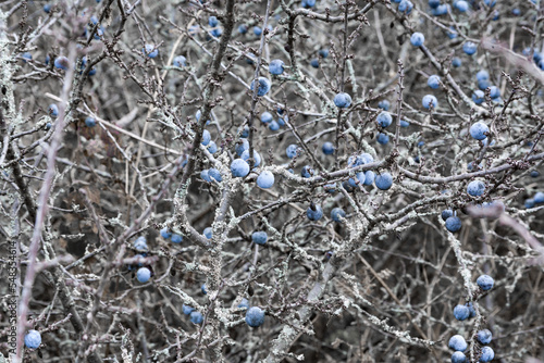 Thorn bush with fruits in late autumn