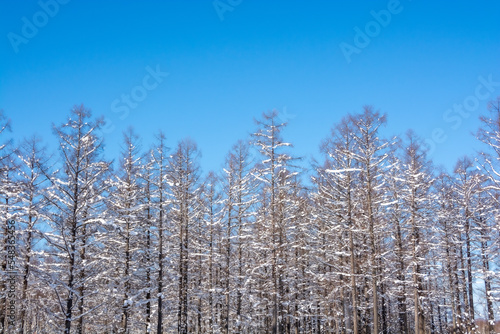 降雪の後のカラマツ林と青空 