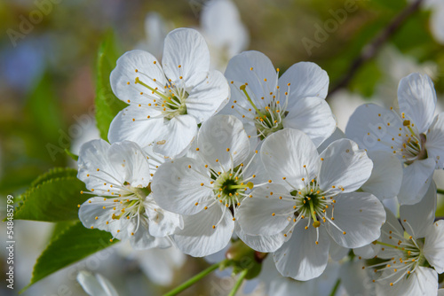 Prunus cerasus flowering tree flowers, group of beautiful white petals tart dwarf cherry flowers in bloom against blue sky in sunlight
