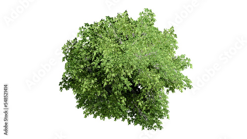 3D Top view Green Trees Isolated on PNGs transparent background , Use for visualization in architectural design or garden decorate 