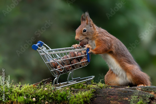 Cute red squirrel fills up its shopping trolley full of hazelnuts. Noord-Brabant in the Netherlands.