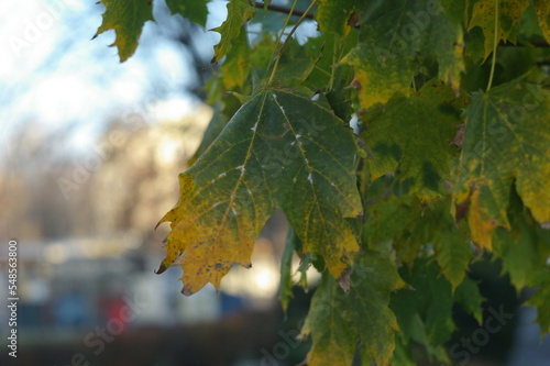 Jesienne liście w mroźny listopadowy poranek
