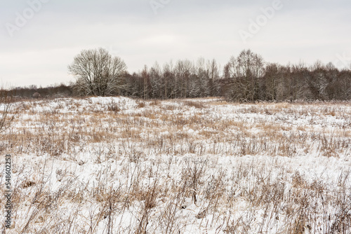 A field with dry grass is covered with the first snow. Cloudy day in late autumn. Nature landscape background