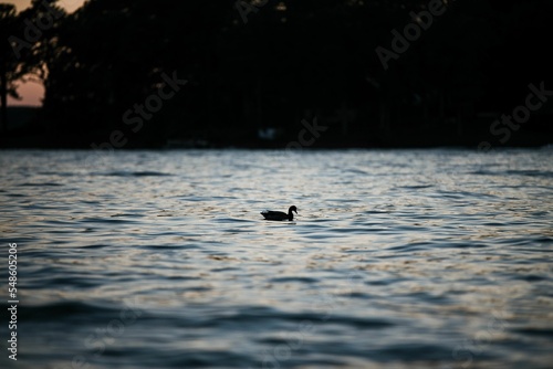 Silhouette of a lonely duck swimming in beautiful Greenwood lake in South Carolina