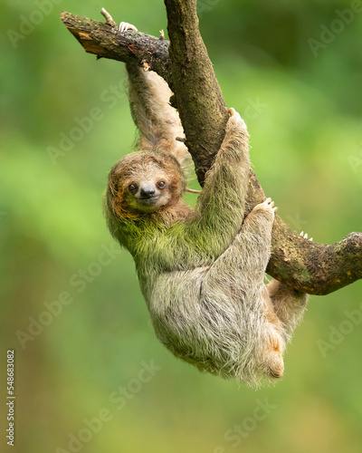 Brown-throated sloth (Bradypus variegatus) is a species of three-toed sloth found in the Neotropical realm of Central and South America