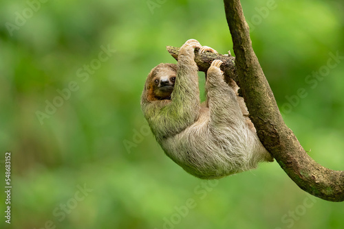 Brown-throated sloth (Bradypus variegatus) is a species of three-toed sloth found in the Neotropical realm of Central and South America