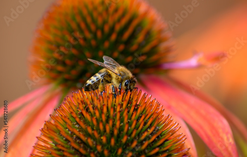 Pszczoła miodna zbierająca pyłek i nektar z kwitnących w ogrodzie kwiatów 