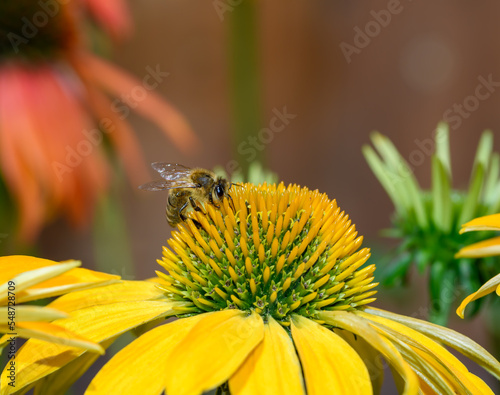 Pszczoła miodna zbierająca pyłek i nektar z kwitnących w ogrodzie kwiatów 