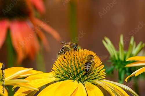 Pszczoły miodne robotnice zbierające pyłek kwiatowy z kwiatków 