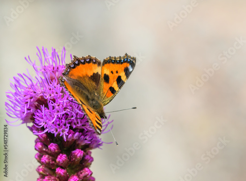 Pomarańczowy admirał motyl rusałka pokrzywnik z czarnymi plamkami i czarną obwódką dookoła skrzydeł siedzący na fioletowymi kwiatku