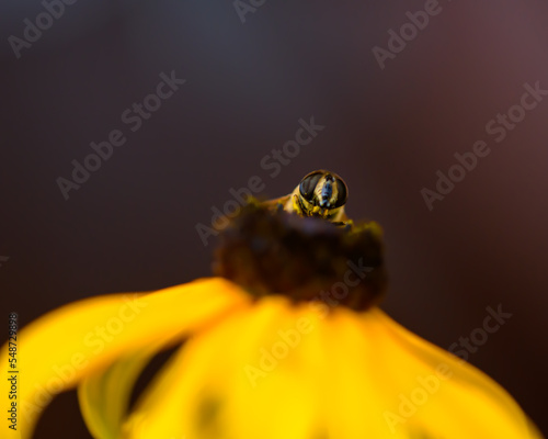 Pszczoła miodna zbierająca pyłek z kwiatka na brązowym tle