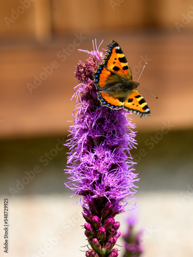 Pomarańczowy motyl rusałka pokrzywnik z czarnymi plamkami i czarną obwódką dookoła skrzydeł siedzący na fioletowymi kwiatku