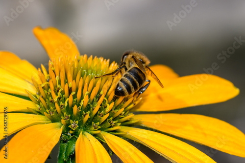 Pszczoła miodna sfotografowana podczas zbierania nektaru z kwiatka 