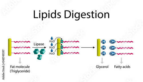 Fat Molecule, triglyceride, Lipids Digestion. Lipase enzyme catalyzes the hydrolysis of fats to Fatty Acids And Glycerol. Colorful scientific diagram. Vector Illustration.