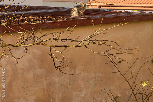 bezpański kot na dachu 