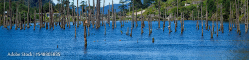 Lake with Trees in India, Koyla film, Arunachal Pradesh