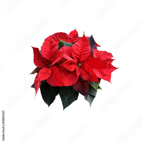 Red poinsettia traditional Christmas flower isolated cut out object, bright seasonal decoration for winter holidays, clipping path