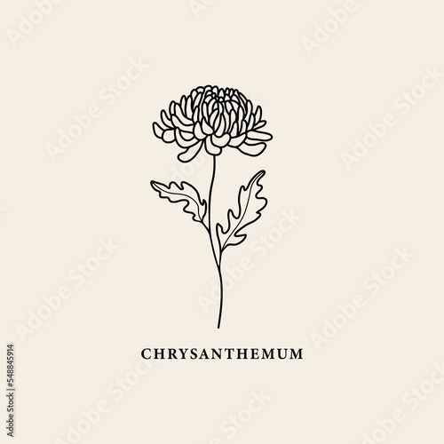 Line art chrysanthemum flower illustration