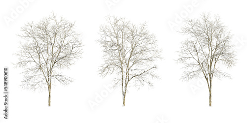 Winter tree isolated on white