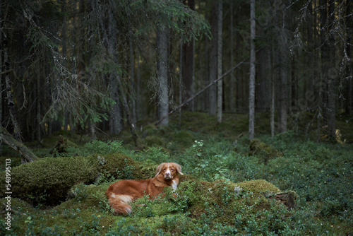 red dog in the forest. Nova Scotia duck retriever in nature. Beautiful toller near blueberry pieces