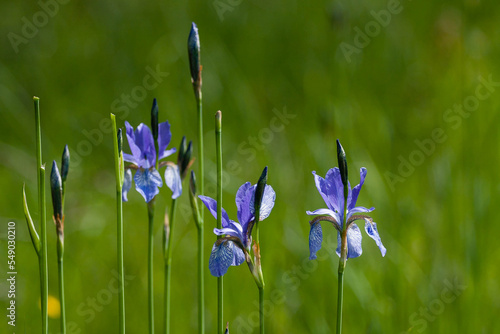 Kosaciec syberyjski niebieski kwiat