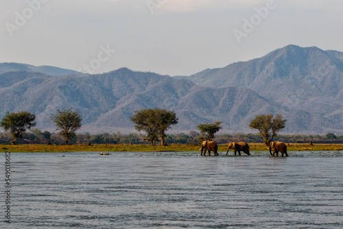 Elephant bulls walking in the Zambezi river in Mana Pools National Park in Zimbabwe with the mountains of Zambia in the background