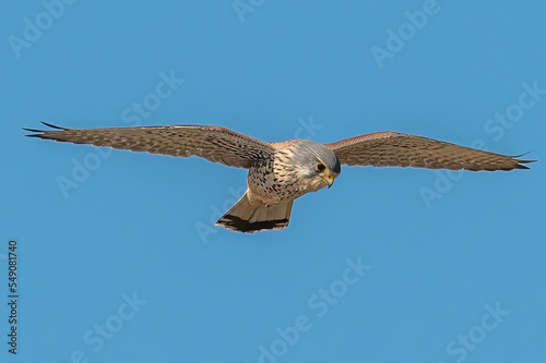 kestrel in flight