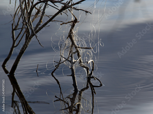 Fishing line stuck in a tree garbage 