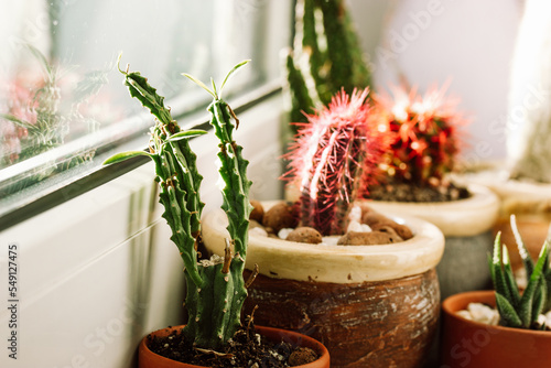 Growing green and red cactuses in the pots at home. Group of different plants on the windowsill in the room. Home garden, floriculture, horticulture. Botanical flora of the desserts. Houseplants care