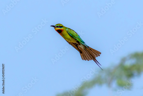 beautiful bee eaters in blur background,The blue-cheeked bee-eater is a near passerine bird in the bee-eater family, Meropidae