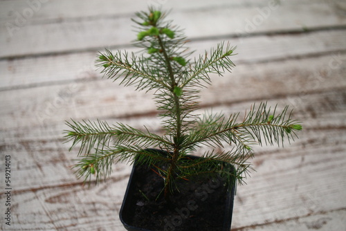 pachnący ŚWIERK POSPOLITY drzewko bożonarodzeniowe Picea abies