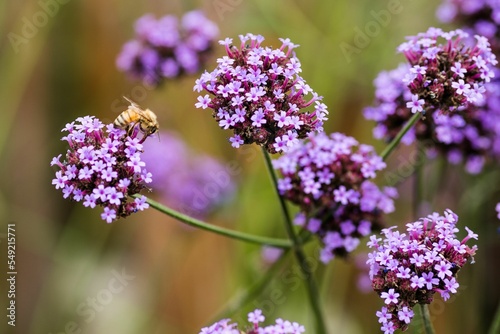 Bumblebee on the purpletop vervain flowers