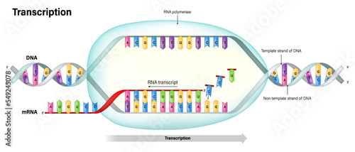 Transcription. DNA directed synthesis of RNA. RNA polymerase. Template stand and Non template stand.