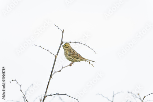 Cirl bunting on the thorny branch