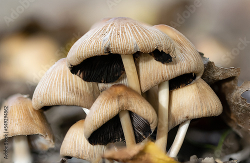 Un insieme di funghi che spuntavano nel mezzo di un prato