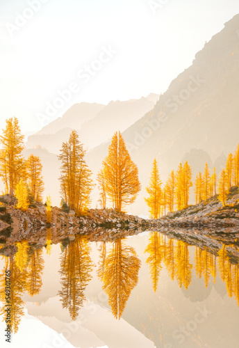 A beautiful landscape image from the Pacific Northwest featuring golden larch trees. Captured in Fall of 2023.