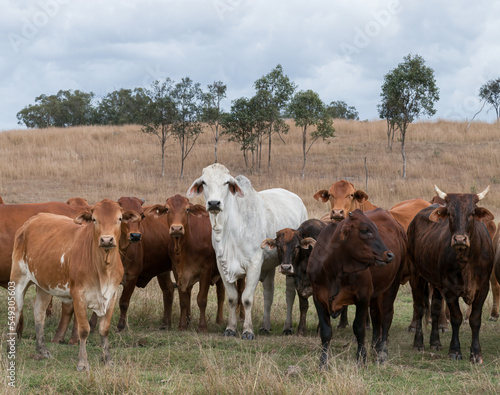 Mixed herd of cattle that are often found roaming freely in Queensland, Australia.