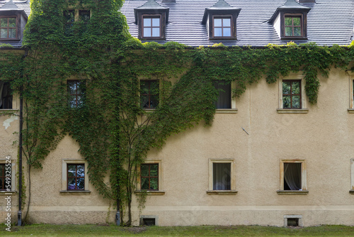 beautiful wall of an old building overgrown with ivy