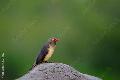 Image Number A1R428838. Red-billed oxpecker (Buphagus erythrorynchus).perched on a white rhinoceros, square-lipped rhinoceros or rhino (Ceratotherium simum). Mpumalanga. South Africa.
