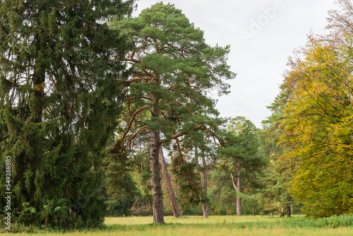 Old coniferous trees among the glade in the autumn park