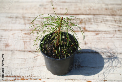 Sosna zwyczajna pospolita Pinus sylvestris