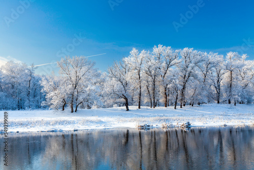 Winter landscape by the river. The trees on the river side is reflected in the water. The oaks after snowfall at clear blue sky at background.