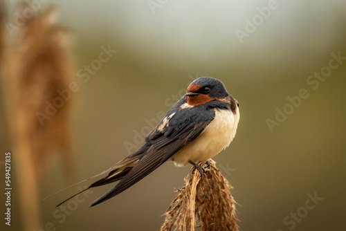 Jaskółka - swallow