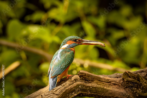 Zimorodek - kingfisher