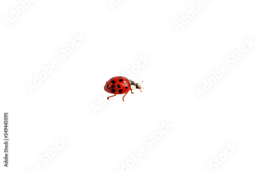 ladybug isolated on transparent background